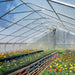 30' x 120' Commercial Tunnel Greenhouse with 6 Mil Clear Poly Covers and Roll-Up Sides TMG-GH30120 TMG Industrial